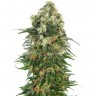 Семена марихуаны  Auto Super Hash feminised Ganja Seeds