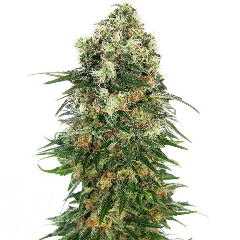 Семена марихуаны  Auto Super Hash feminised Ganja Seeds