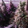 Семена марихуаны  Auto Super Hash feminised Ganja Seeds