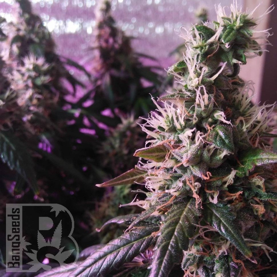 Семена марихуаны  Auto Super Hash feminised Ganja Seeds