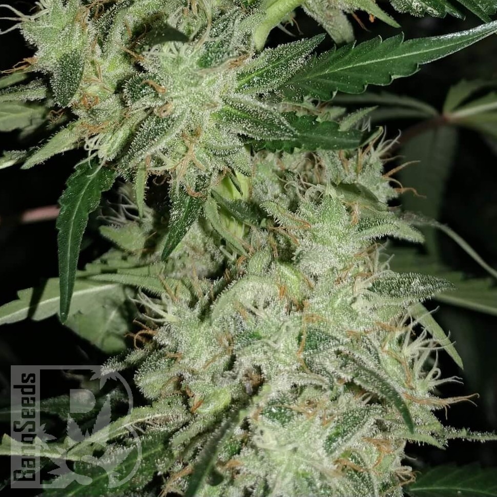 Семена марихуаны  Auto Super Hash feminised Ganja Seeds