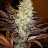 Семена марихуаны  Auto Super Hash feminised Ganja Seeds