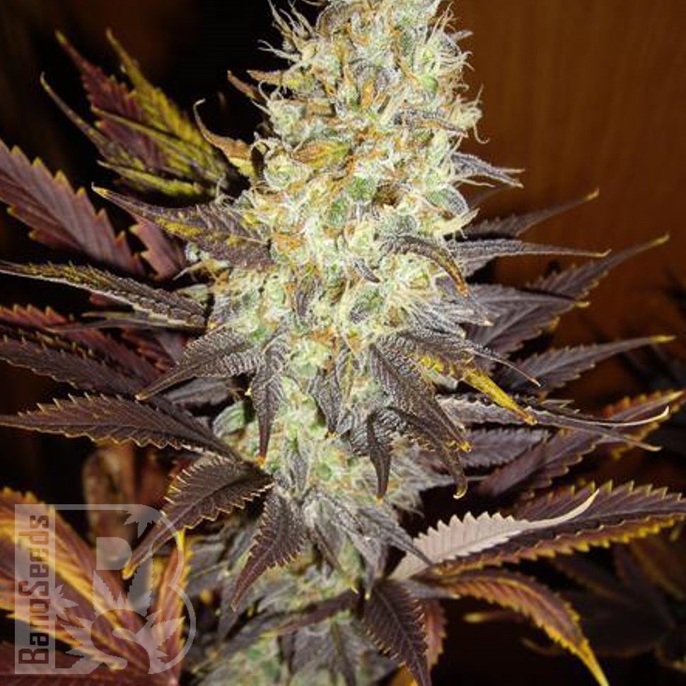 Семена марихуаны  Auto Super Hash feminised Ganja Seeds