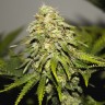Семена марихуаны  Auto Super Hash feminised Ganja Seeds