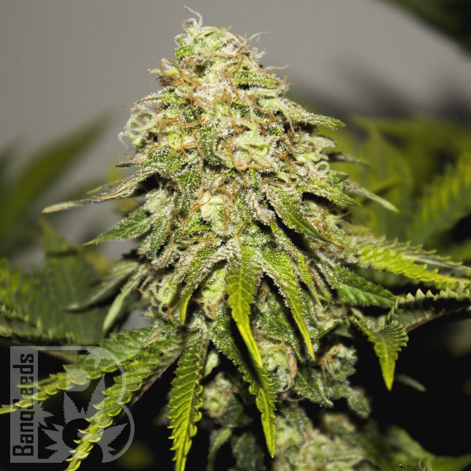 Семена марихуаны  Auto Super Hash feminised Ganja Seeds