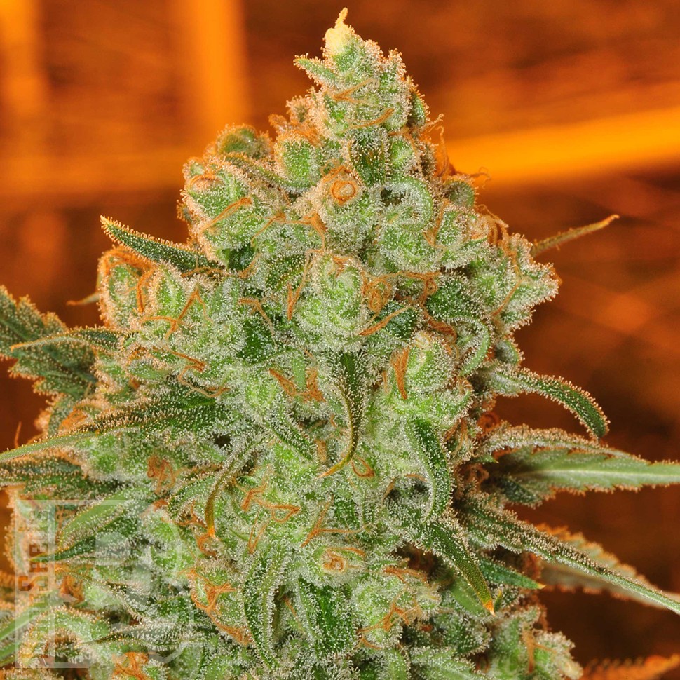 Семена каннабиса  Auto Super Sweet feminised Ganja Seeds