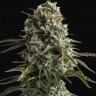 Семена каннабиса  Auto Super Sweet feminised Ganja Seeds
