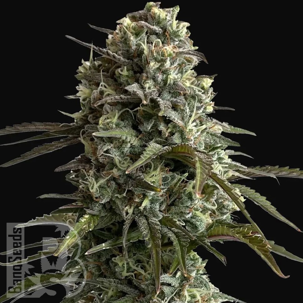 Семена каннабиса  Auto Super Sweet feminised Ganja Seeds