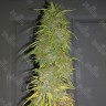Семена каннабиса  Auto Super Sweet feminised Ganja Seeds