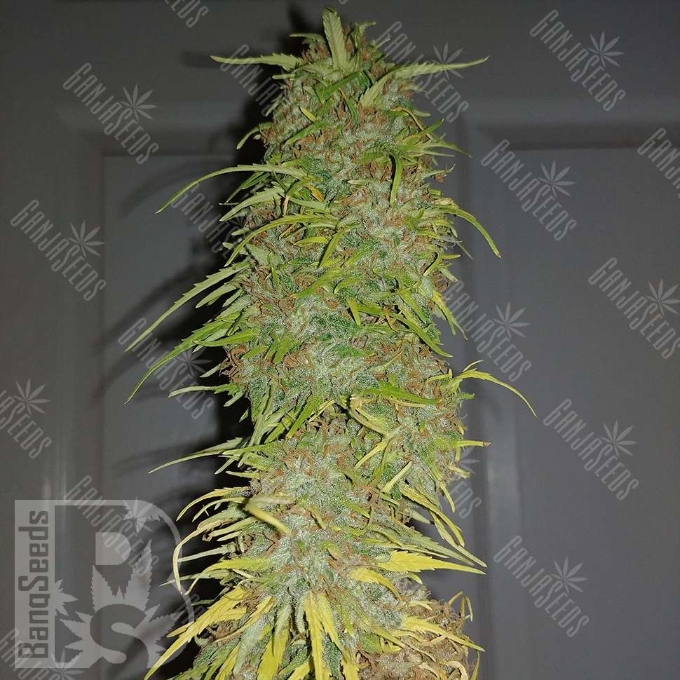 Семена каннабиса  Auto Super Sweet feminised Ganja Seeds