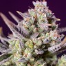 Семена каннабиса  Auto Super Sweet feminised Ganja Seeds