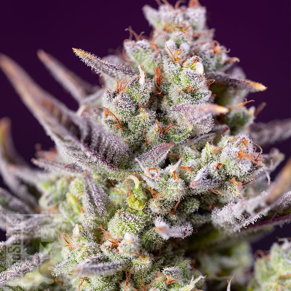 Семена каннабиса  Auto Super Sweet feminised Ganja Seeds