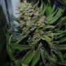 Семена каннабиса  Auto Super Sweet feminised Ganja Seeds