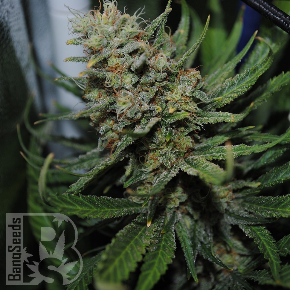 Семена каннабиса  Auto Super Sweet feminised Ganja Seeds