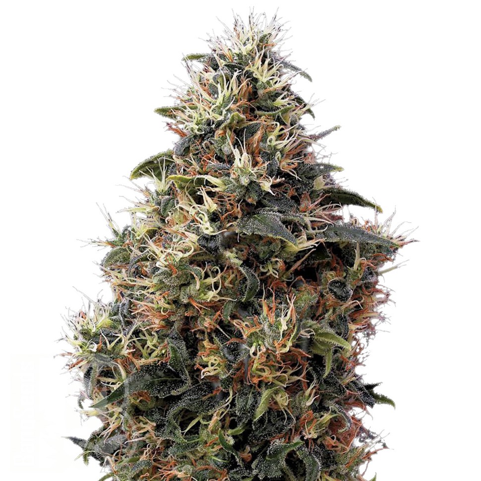 Семена ганжа Auto Sweet Mango feminised Ganja Seeds