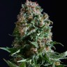 Семена ганжа  Auto Sweet Mango feminised Ganja Seeds