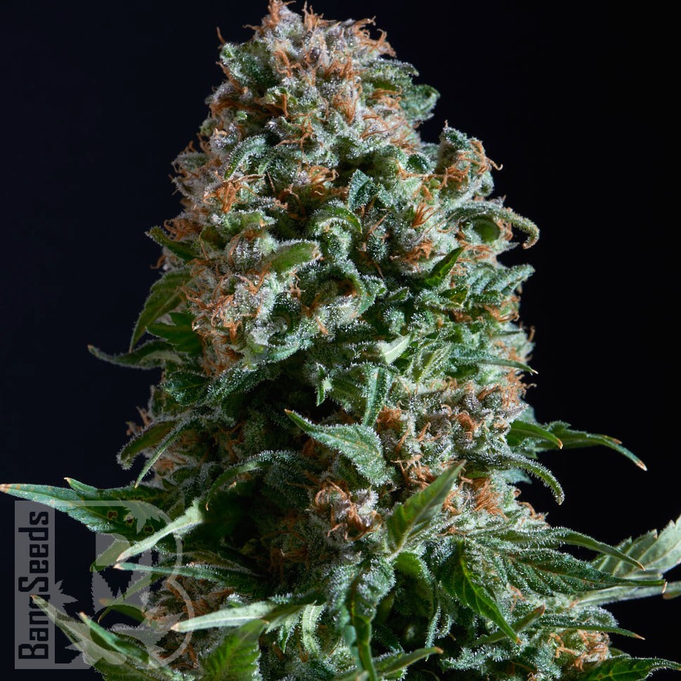 Семена ганжа  Auto Sweet Mango feminised Ganja Seeds