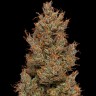 Семена ганжа  Auto Sweet Mango feminised Ganja Seeds