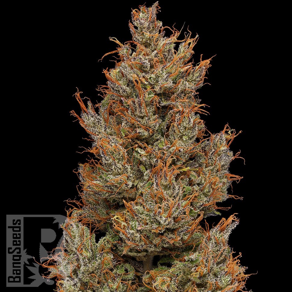 Семена ганжа  Auto Sweet Mango feminised Ganja Seeds
