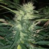 купить семена конопли в интернете Auto Blue Amnesia feminised