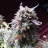 купить семена конопли недорого Auto Blueberry Bliss feminised