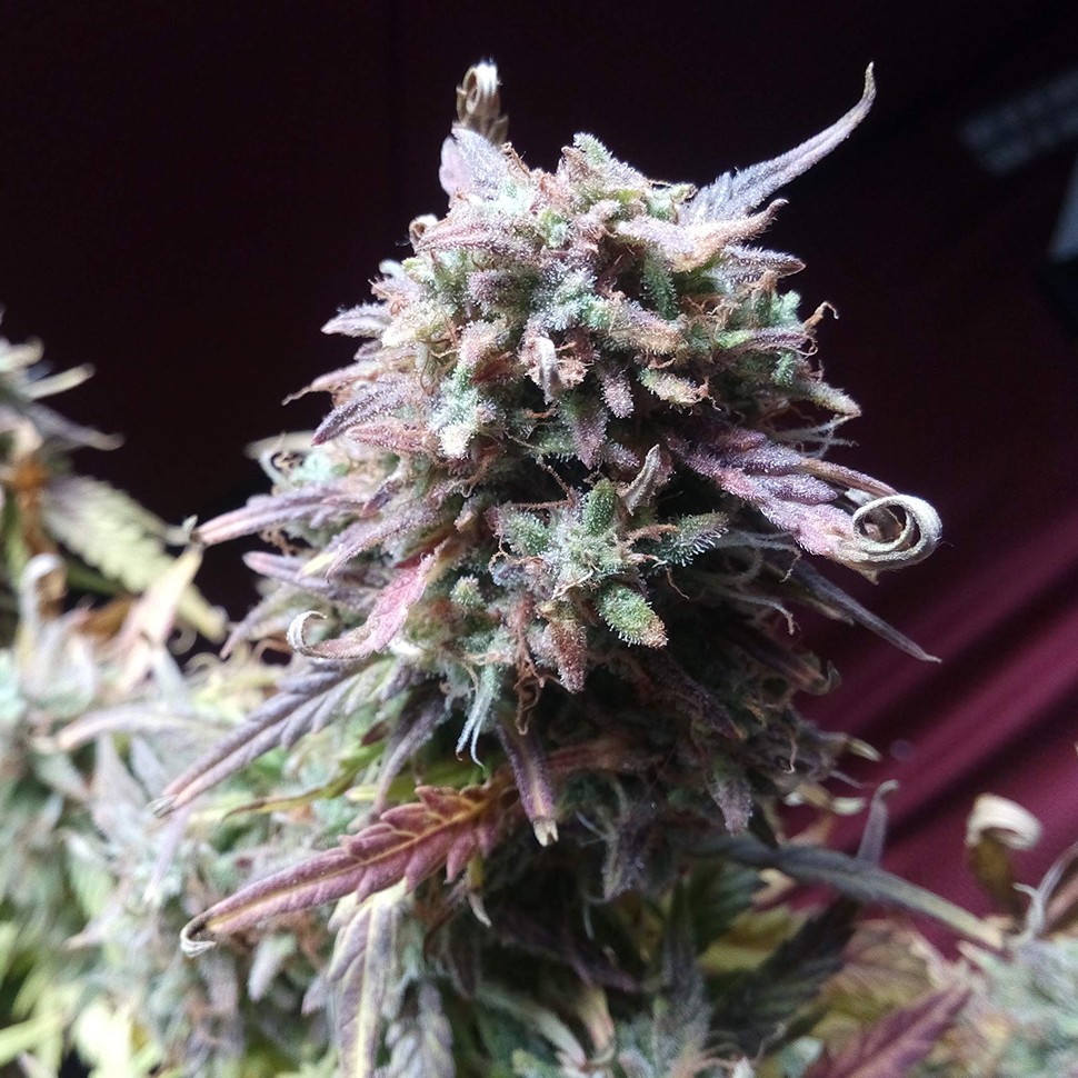 купить семена конопли недорого Auto Blueberry Bliss feminised
