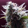 купить семена конопли Auto Blueberry Bliss feminised