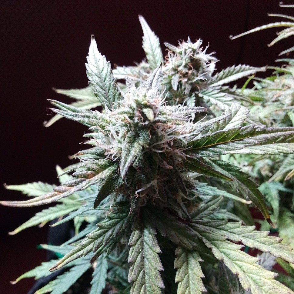 купить семена конопли в оригинальных упаковках Auto Blueberry Bliss feminised