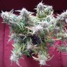 купить качественные семена конопли Auto Blueberry Bliss feminised