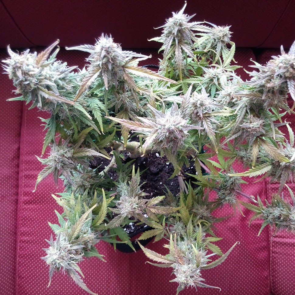 купить качественные семена конопли Auto Blueberry Bliss feminised
