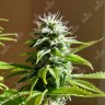Семена  Auto AK x Somango feminised Ganja Seeds