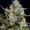Семена  Auto Vertigo feminised Ganja Seeds