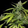 купить семена индийской конопли Auto Blueberry x Blue Mystic feminised