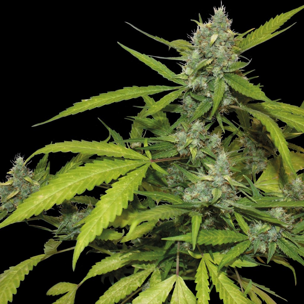 купить семена индийской конопли Auto Blueberry x Blue Mystic feminised
