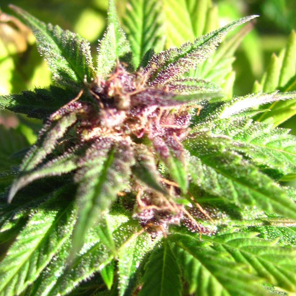купить семена конопли в Украине Auto Blueberry x Blue Mystic feminised