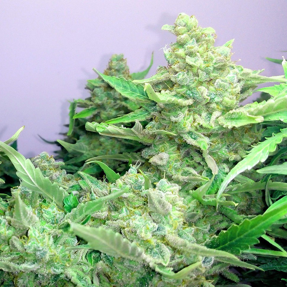 купить семена конопли в оригинальных упаковках Auto Blueberry x Blue Mystic feminised