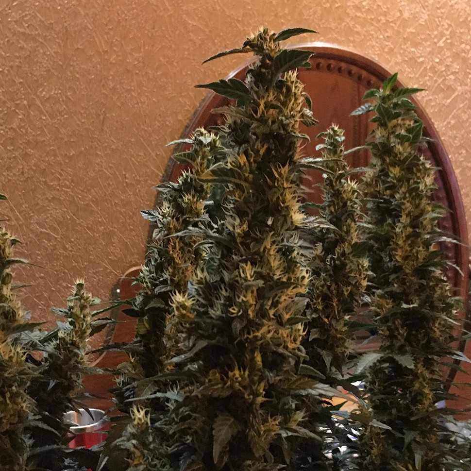 купить урожайные семена конопли Auto Blueberry x Blue Mystic feminised