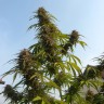 заказать семена конопли Auto White Widow feminised