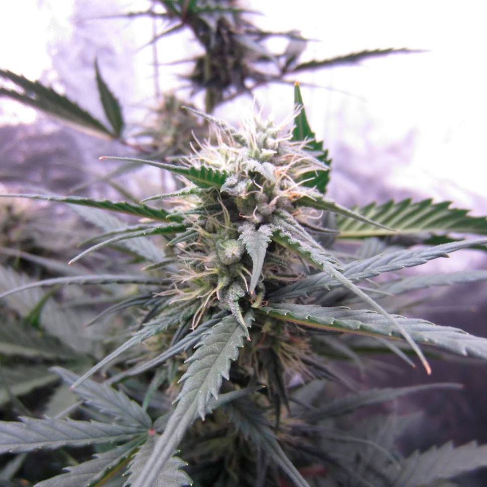купить семена конопли в интернете Auto White Widow feminised