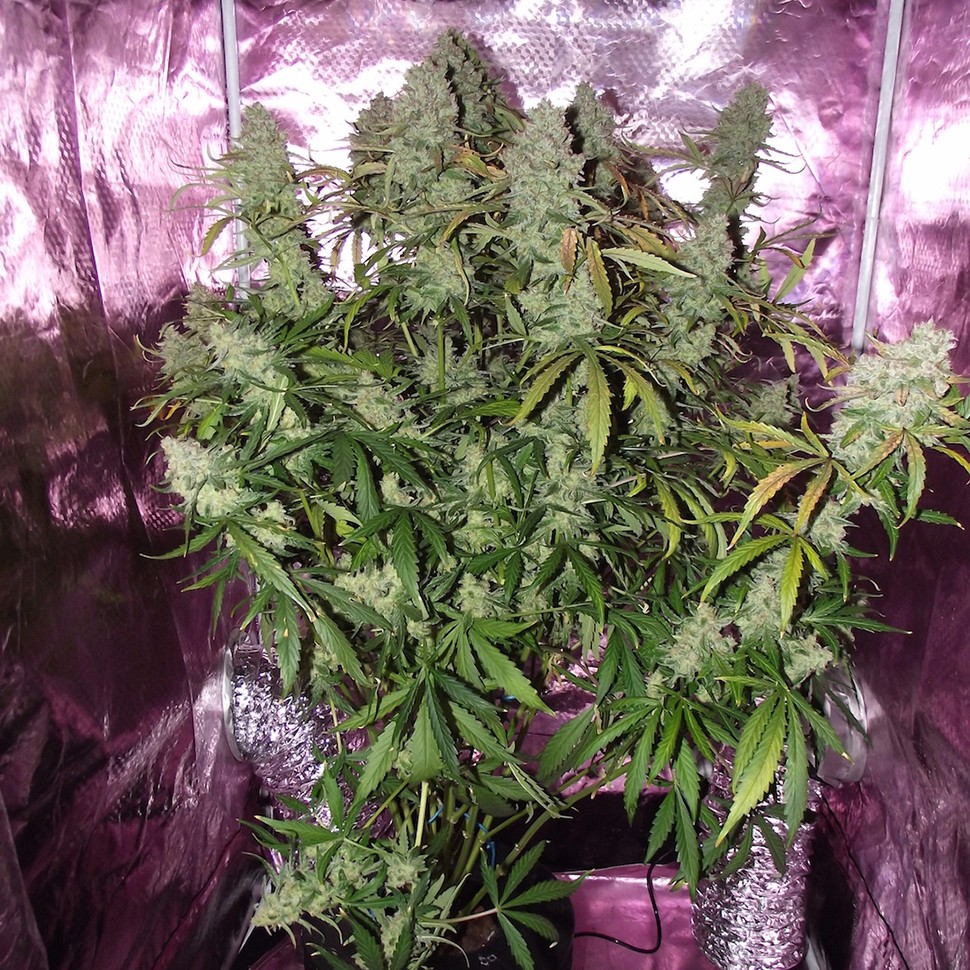 Семена ганжа  Auto The Ultimate feminised Ganja Seeds
