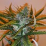 купить семена конопли в оригинальных упаковках Auto Chronic Ryder feminised