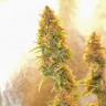 заказать семена конопли наложенным платежом Auto Chronic Ryder feminised