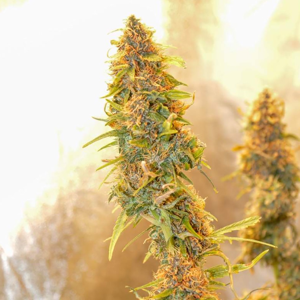 заказать семена конопли наложенным платежом Auto Chronic Ryder feminised
