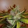 заказать семена конопли автоцвет Auto Chronic Ryder feminised
