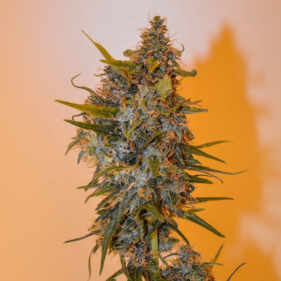 заказ семян конопли Украина  Auto Chronic Ryder feminised