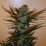 купить семена конопли Auto Chronic Ryder feminised