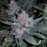 купить урожайные семена конопли Auto Dark Devil feminised