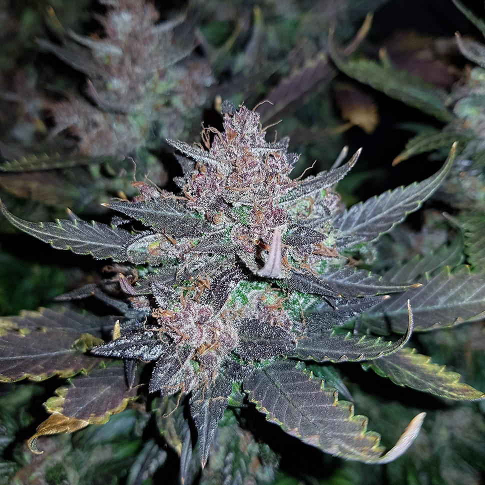 купить урожайные семена конопли Auto Dark Devil feminised
