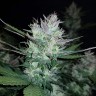 купить семена конопли феминизированные Auto Dark Devil feminised