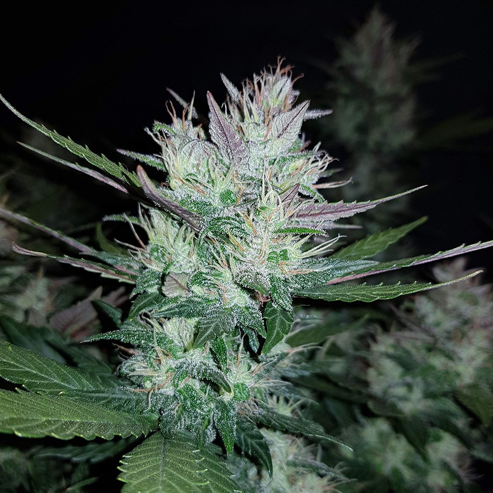 купить семена конопли феминизированные Auto Dark Devil feminised
